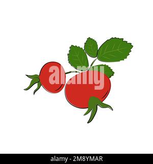 Hagebuttenzweig. Vektorreife Früchte. Rosehip- oder Weißdorn-Ernte Stock Vektor