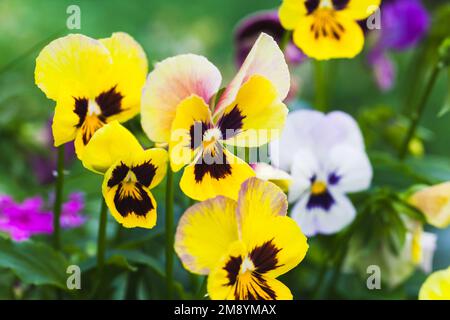 An einem sonnigen Tag wachsen im Garten dreifarbige Viola-Blumen. Makrofoto mit selektivem Weichzeichner Stockfoto