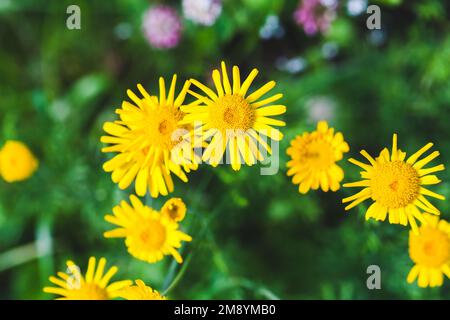 Gelbe Dahlberg-Gänseblümchen im Sommergarten, Nahaufnahme mit selektivem Fokus Stockfoto