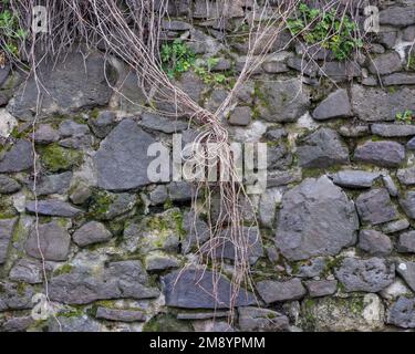 Steinwand Hintergrund. Textur mit moosem Gestein Stockfoto