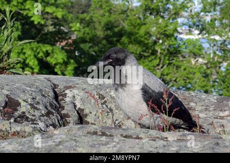 Corvus cornix, die junge Kapuzenkrähe, erkundet die Umgebung außerhalb der Sicherheit seines Nestes im Frühsommer. Stockfoto