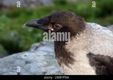 Porträt der juvenilen Kapuzenkrähe Corvus cornix. Der junge Vogel hat blau-graue Augen, flachere Stirn und rot auf der Basis der Rechnung. Stockfoto