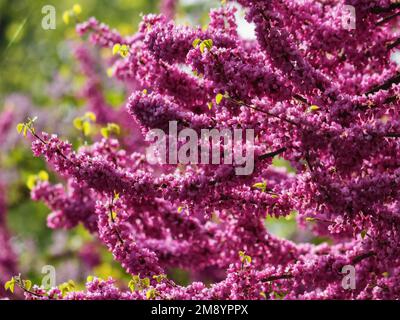 Nahaufnahme des judas-Baumes in Blüte. Frühling-Natur-Hintergrund Stockfoto