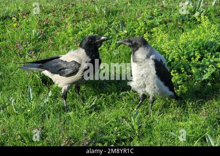 Kapuzenkrähe, Corvus cornix, Vogelmutter im Gras, bereit, einen hungrigen Jungling an einem Sommermorgen zu füttern. Stockfoto