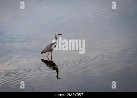 Weißer Reiher, Waikanae-Mündung, Kapiti-Bezirk, Nordinsel, Neuseeland Stockfoto