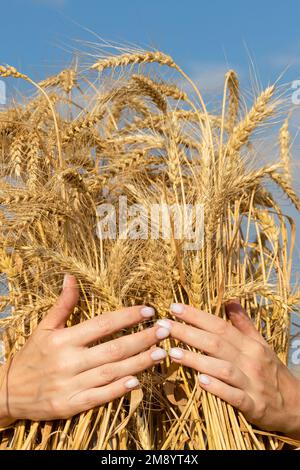 Mann auf dem Weizenfeld im Sommer. Der Mensch berührt Weizenohren. Die Hand berührt ein Weizenohr. Weizenfeld Stockfoto