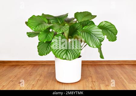 Große Vollgebetspflanze 'Calathea Orbifolia' vor der weißen Wand Stockfoto