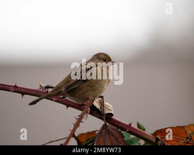 Goldkronen-Spatz, Zonotrichia atricapilla, Single Bird on Branch, British Columbia, Kanada, Dezember 2022 Stockfoto