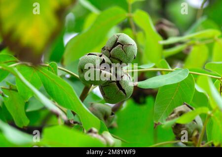 Walnüsse auf einem Baum im Herbst, selektiver Fokus. Grüne Walnüsse, die auf einem Walnussbaum reifen Stockfoto