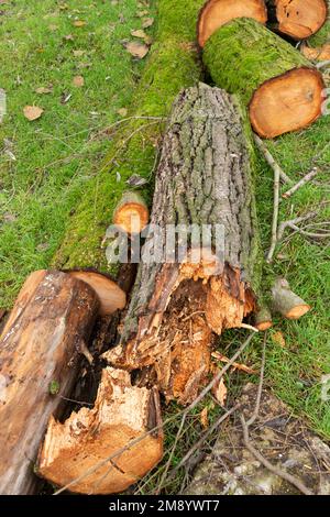 Italien, Lombardei, verrottet in einem ausgehöhlten Baum, der abgeschnitten wurde Stockfoto