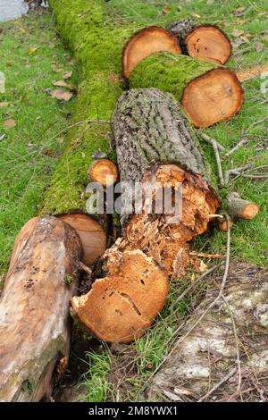 Italien, Lombardei, verrottet in einem ausgehöhlten Baum, der abgeschnitten wurde Stockfoto