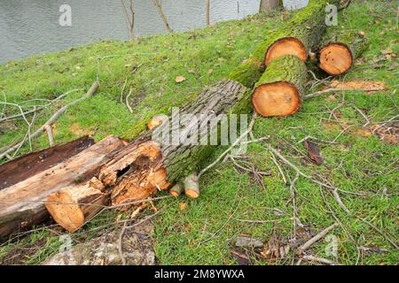 Italien, Lombardei, verrottet in einem ausgehöhlten Baum, der abgeschnitten wurde Stockfoto