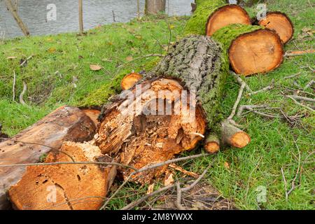 Italien, Lombardei, verrottet in einem ausgehöhlten Baum, der abgeschnitten wurde Stockfoto