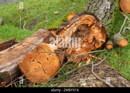 Italien, Lombardei, verrottet in einem ausgehöhlten Baum, der abgeschnitten wurde Stockfoto