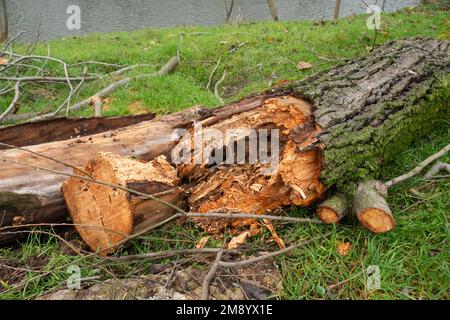 Italien, Lombardei, verrottet in einem ausgehöhlten Baum, der abgeschnitten wurde Stockfoto