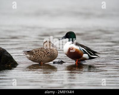 Nordschaufel, Spatula clypeata, männlich und weiblich im Stamm in Wasser, British Columbia, Kanada, Dezember 2022 Stockfoto