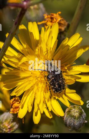 Oxythyrea funesta, mediterraner gepunkteter Chafer Stockfoto