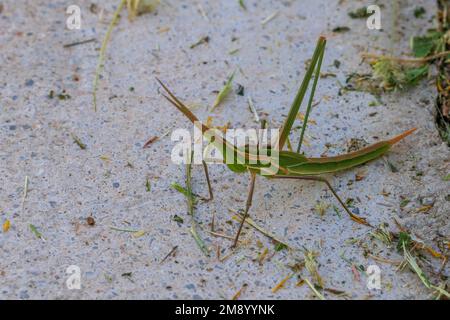 Truxalis nasuta, Slant sah Grashüpfer Stockfoto