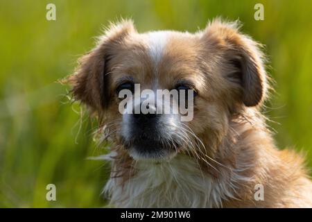 Eine Nahaufnahme eines süßen tibetischen Spaniel-Hundes in einem Park, der zur Seite blickt Stockfoto