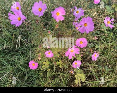 Wunderschöne rosa Blumen von Cosmos bipinnatus (Garten-Kosmos), die im Herbst wachsen Stockfoto