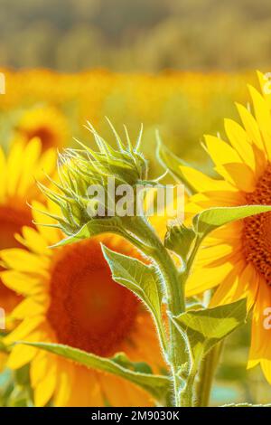 Ungeöffneter Sonnenblumenkopf im kultivierten landwirtschaftlichen Feld am sonnigen Sommernachmittag, selektiver Fokus Stockfoto