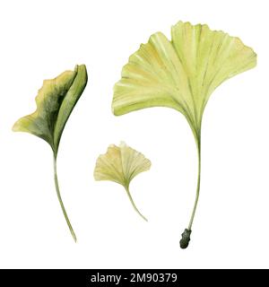 Aquarell Grün-Gelb-Ginkgo-Blätter, dreiteiliger Satz isoliert auf weißem Hintergrund. Handgemalte künstlerische botanische Illustration Stockfoto
