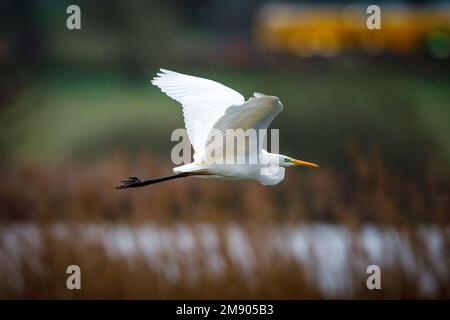 Ein großer weißer Reiher beim Flug Stockfoto