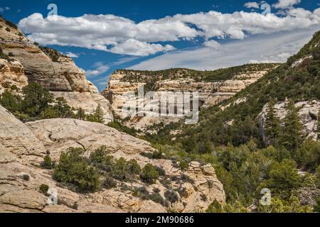 Slickrock Formations, Pinyon Juniper Forest in Sand Canyon, Echo Park Road, Dinosaur National Monument, Colorado, USA Stockfoto