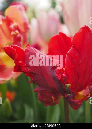 Nahaufnahme einer Papageienblume - Tulipa „Rokoko“ Stockfoto