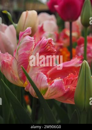 Nahaufnahme einer Tulipa „Apricot Parrot“-Blume, die an einer Tulpengrenze wächst Stockfoto