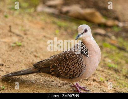 Der gefleckte Taube (Spilopelia chinensis) ist eine kleine und ziemlich lang-tailed Pigeon, dass es einen gemeinsamen Wohnsitz Zucht Vogel in seiner nativen Bereich auf Stockfoto