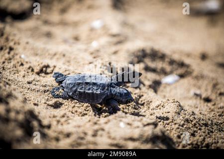 Caretta Caretta Babyschildkröte in Gerakas Beach, Zakynthos Insel Stockfoto