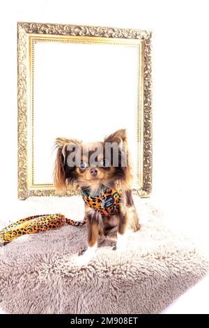 chihuahua, langhaarige chihuahua, langhaarige chihuahua, chihuahua Hündchen, niedlich, Hündchen, Hund im Korb, Korb, weißer Hintergrund, lange Haare, lang, ha Stockfoto