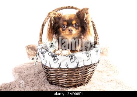 chihuahua, langhaarige chihuahua, langhaarige chihuahua, chihuahua Hündchen, niedlich, Hündchen, Hund im Korb, Korb, weißer Hintergrund, lange Haare, lang, ha Stockfoto