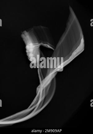Abstract von Calla-Liliensamen in Schwarz-Weiß Stockfoto