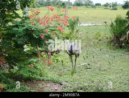 Südamerikanischer Strauß (emu), der auf einem Gras mit Blumen in Mato Grosso steht Stockfoto