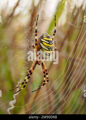 Eine weibliche Wespenspinne (Argiope bruennichi) im Netz, die das Stabilisum zeigt, fotografiert in unbewirtschaftetem Grasland in Wiltshire, England. Stockfoto