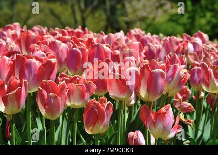 Rosa Tulpen in den Longwood Gardens Stockfoto