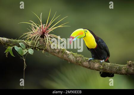 Kielschnabel-Toucan (Ramphastos sulfuratus) auf einem Zweig mit Bromelien, Lowland-Regenwald, Boca Tapada, Provinz Alajuela, Costa Rica Stockfoto