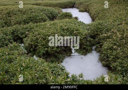 Gefrorene Teiche im Shiretoko Goko See. Shiretoko-Nationalpark. Halbinsel Shiretoko. Hokkaido. Japan. Stockfoto