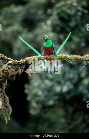 Glitzernder Quetzal (Pharomachrus mocinno), männlich hoch oben in einem Wolkenwald mit windenden Schwanzfedern, Cerro de la Muerte, Costa Rica Stockfoto