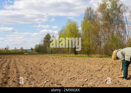 Frau, die Zwiebeln auf den Boden pflanzt. Menschliche Hände, die sich um einen Setzling im Boden kümmern. Neuer Sprossen an sonnigen Tagen im Garten im Sommer. Weibliche Agronomistin Stockfoto