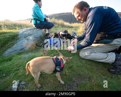 Vielfältige Frau, die sich während eines Hundegangs ausruht. Stockfoto