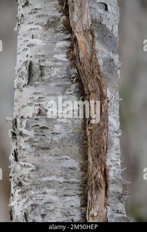 Liana am Stamm einer japanischen weißen Birke Betula platyphilla var. Japonica. Kumanoyu Onsen. Shiretoko-Nationalpark. Hokkaido. Japan. Stockfoto