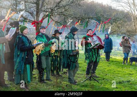 Wassailing Event im Weald and Downland Living Museum, Januar 2023, West Sussex, England, Großbritannien, In einem Apfelgarten. Stockfoto