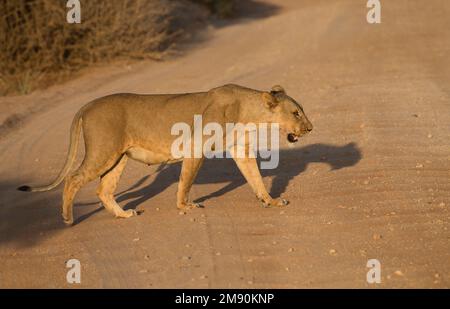 Löwe (Panthera leo), fotografiert im frühen Morgensonnenlicht, Samburu National Reserve, Kenia Stockfoto