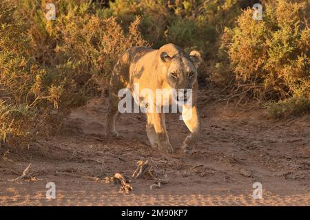 Löwe (Panthera leo), fotografiert im frühen Morgensonnenlicht, Samburu National Reserve, Kenia Stockfoto