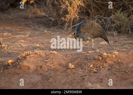 Vulturine Guineafowl (Acryllium vulturinum) Futtersuche nach Samen und anderen Lebensmitteln. Stockfoto