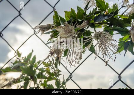 Nahaufnahme der Blüten der wilden Pflanzen Tombabarres, Clematis cirrhosa, bei Sonnenuntergang auf der Insel Mallorca, Spanien Stockfoto