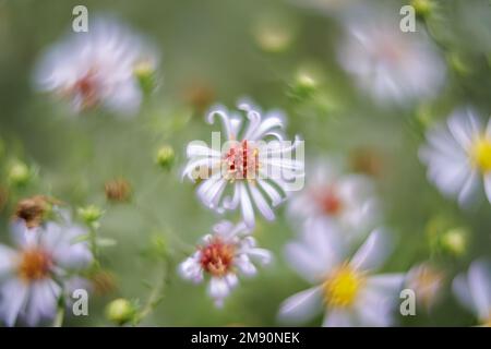 Eingesperrt von Chamomile, aufgenommen mit sehr geringer Tiefenschärfe. Stockfoto